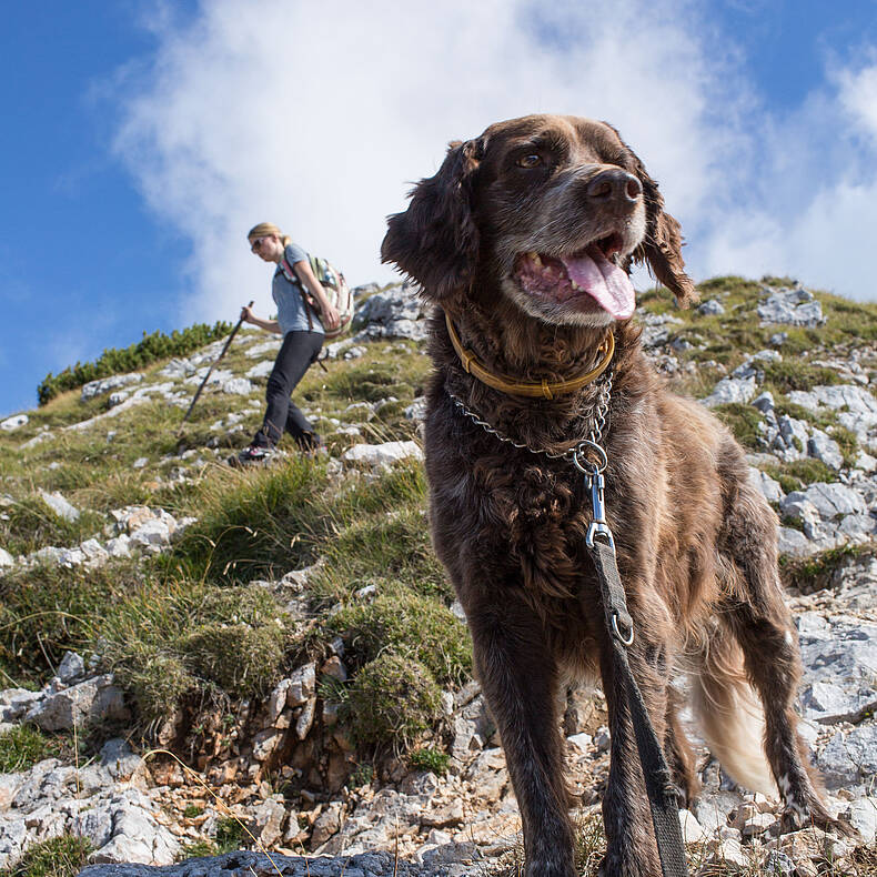 Wanderung mit Hund am Kosiak