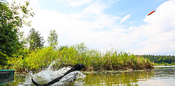 Baden mit Hund in Südkärnten