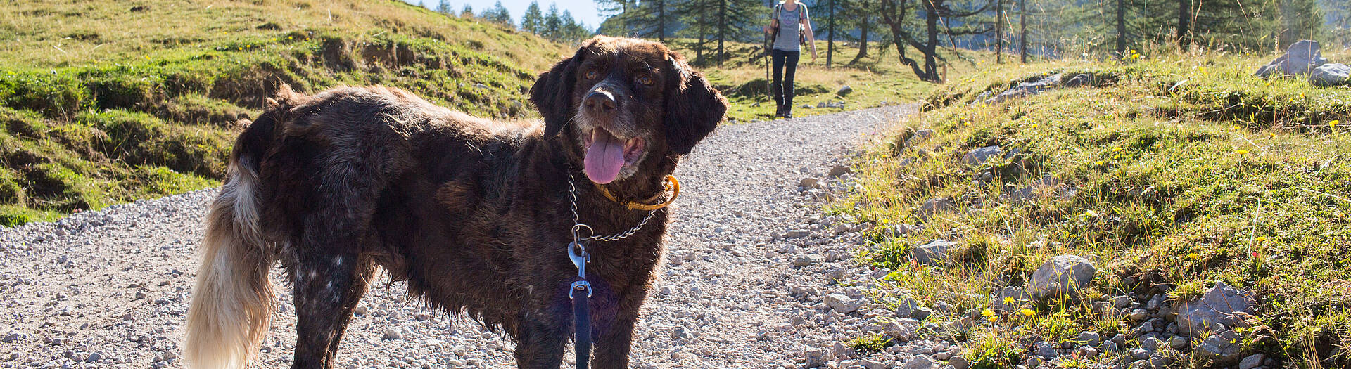 Wanderung mit Hund zur Klagenfurter Hütte