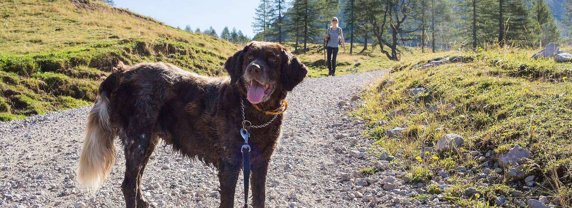 Wanderung mit Hund zur Klagenfurter Hütte