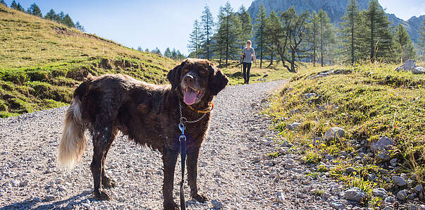 Wanderung mit Hund zur Klagenfurter Hütte