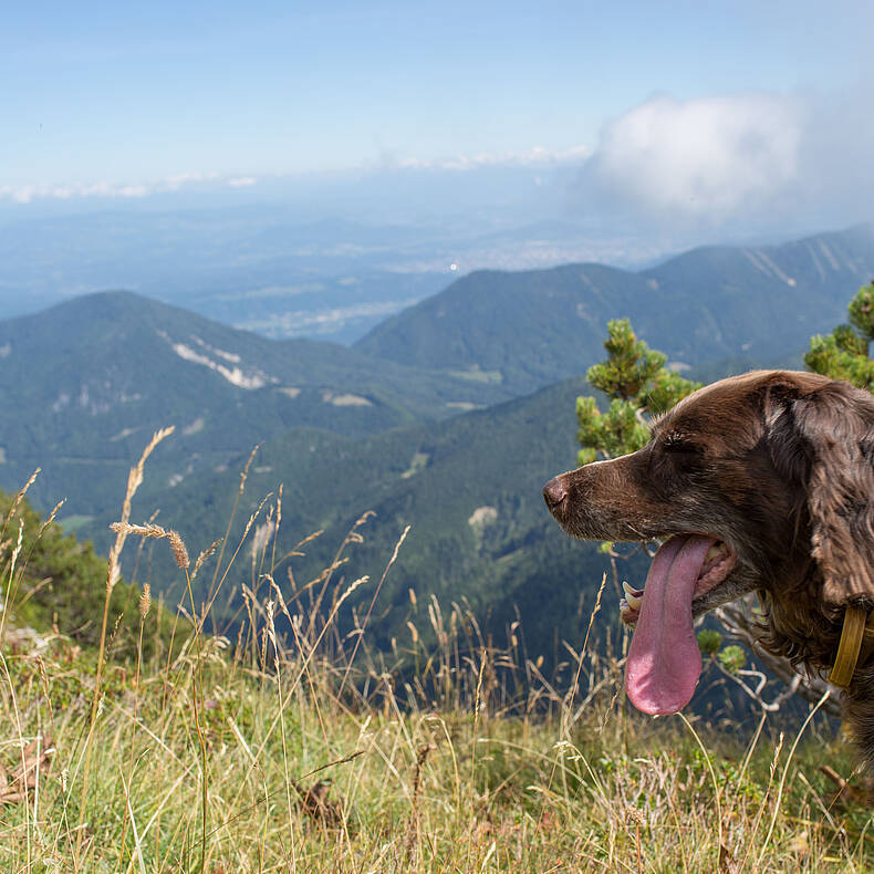 Wanderung mit Hund am Kosiak