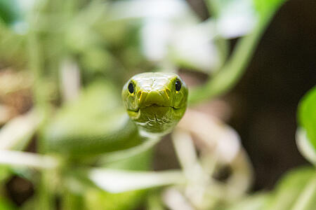 Reptilienzoo Happ Klagenfurt