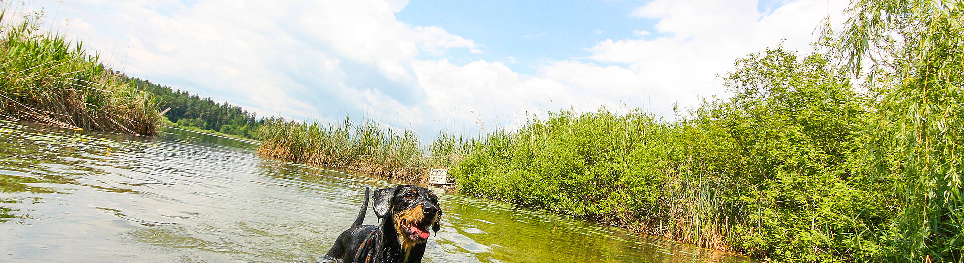 Baden mit Hund am Klopeiner See