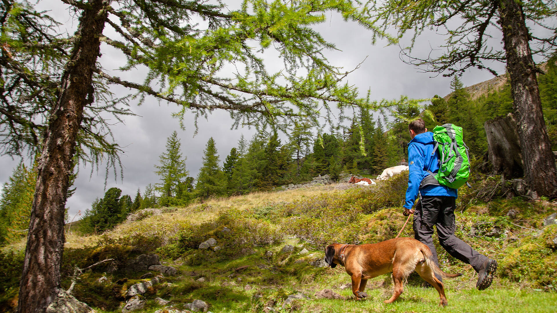 Weitwandern mit Hund in der Region Bad Kleinkirchheim