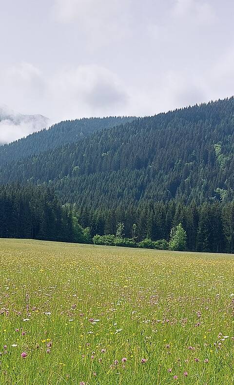 Genusstour am Weissensee Wiese