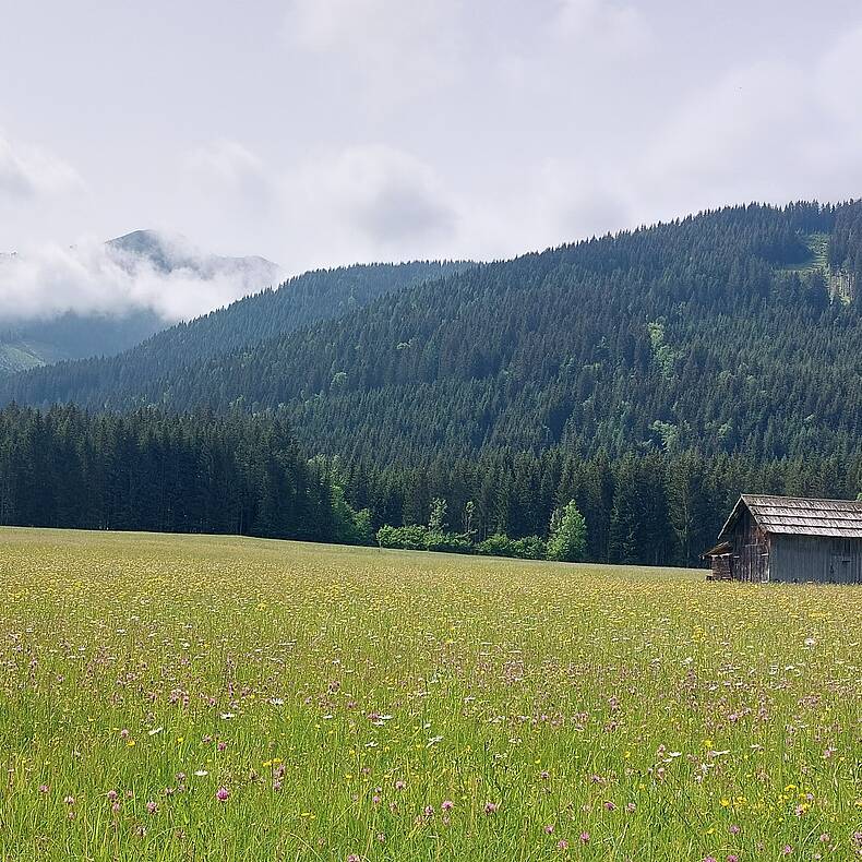 Genusstour am Weissensee Wiese