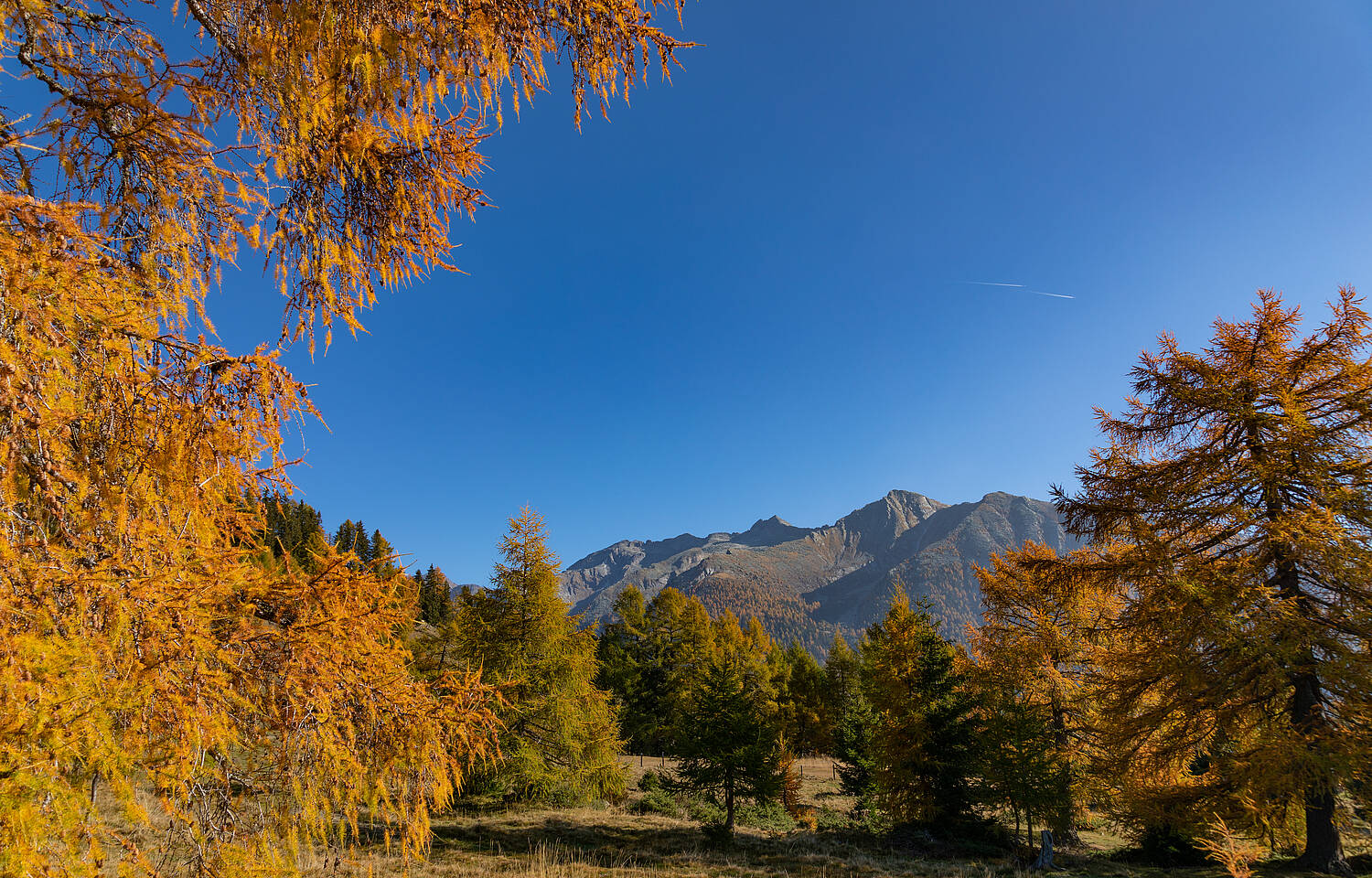 Brunneralm 