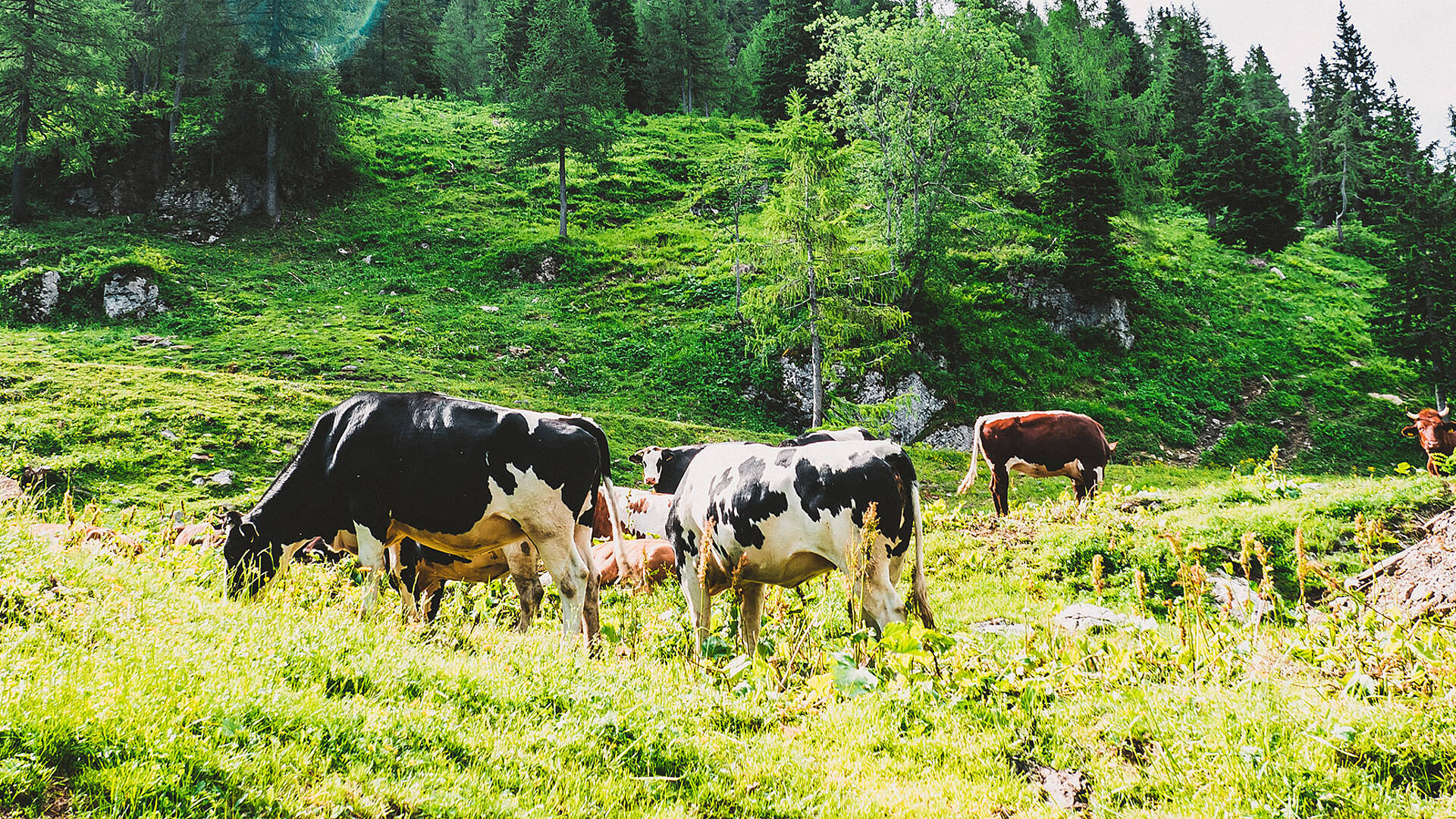 Kühe auf der Watschiger Alm