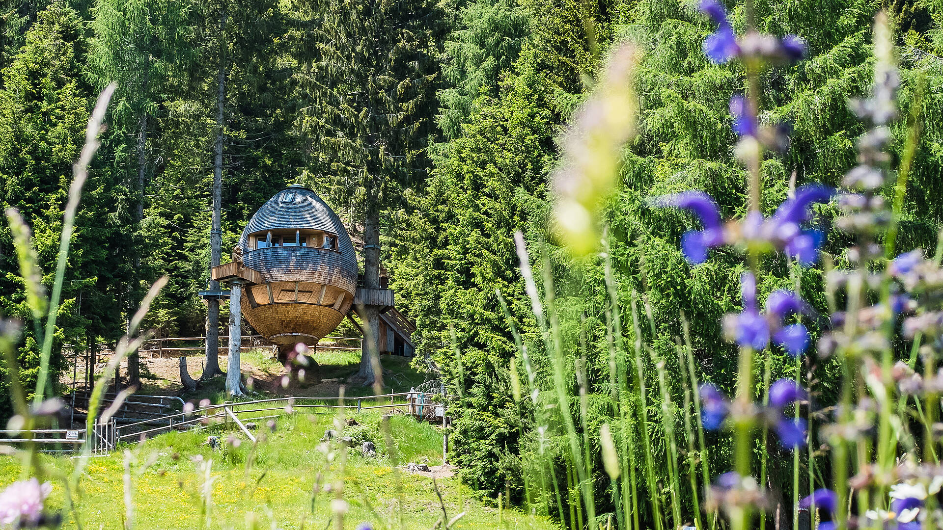 Karnische Milchstrasse Eierbaumhaus