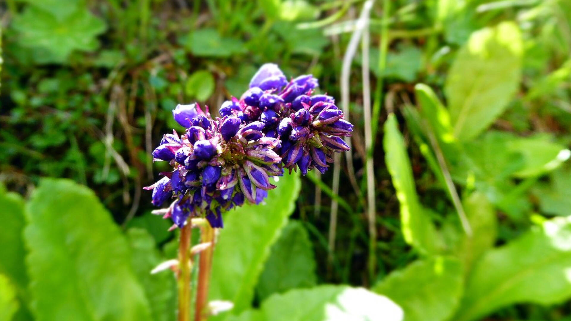 Die Wulfenia einzigartige Blume aus der Eiszeit 