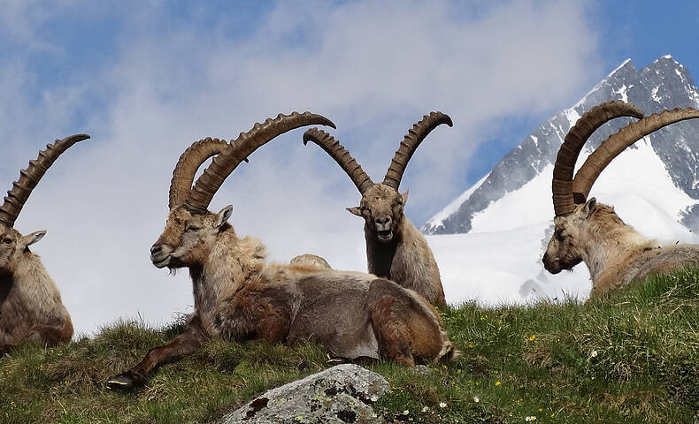 Steinböcke im Nationalpark Hohe Tauern