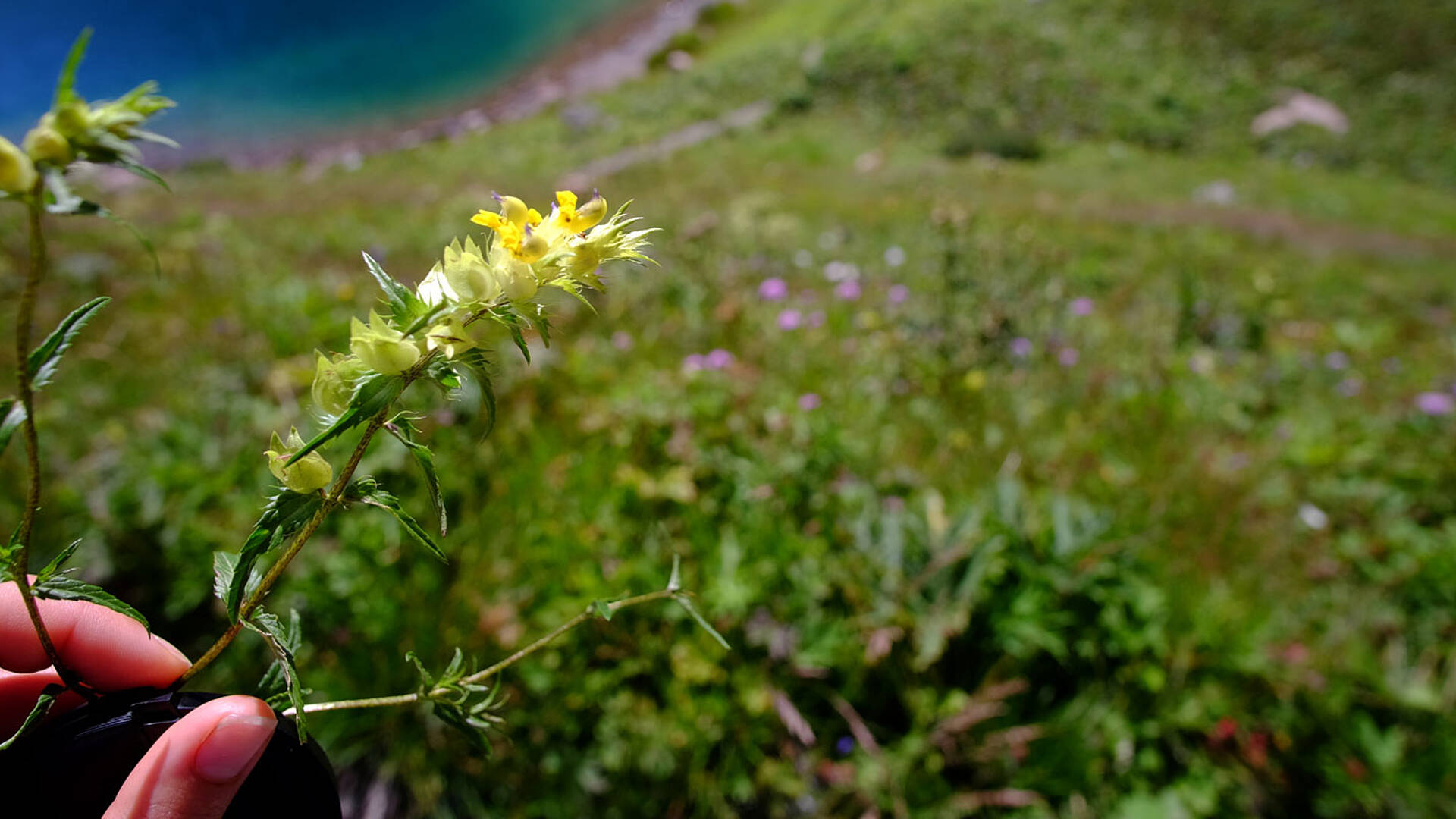 Entdeckungsreise Wolayersee Lesachtal_Klappertopf