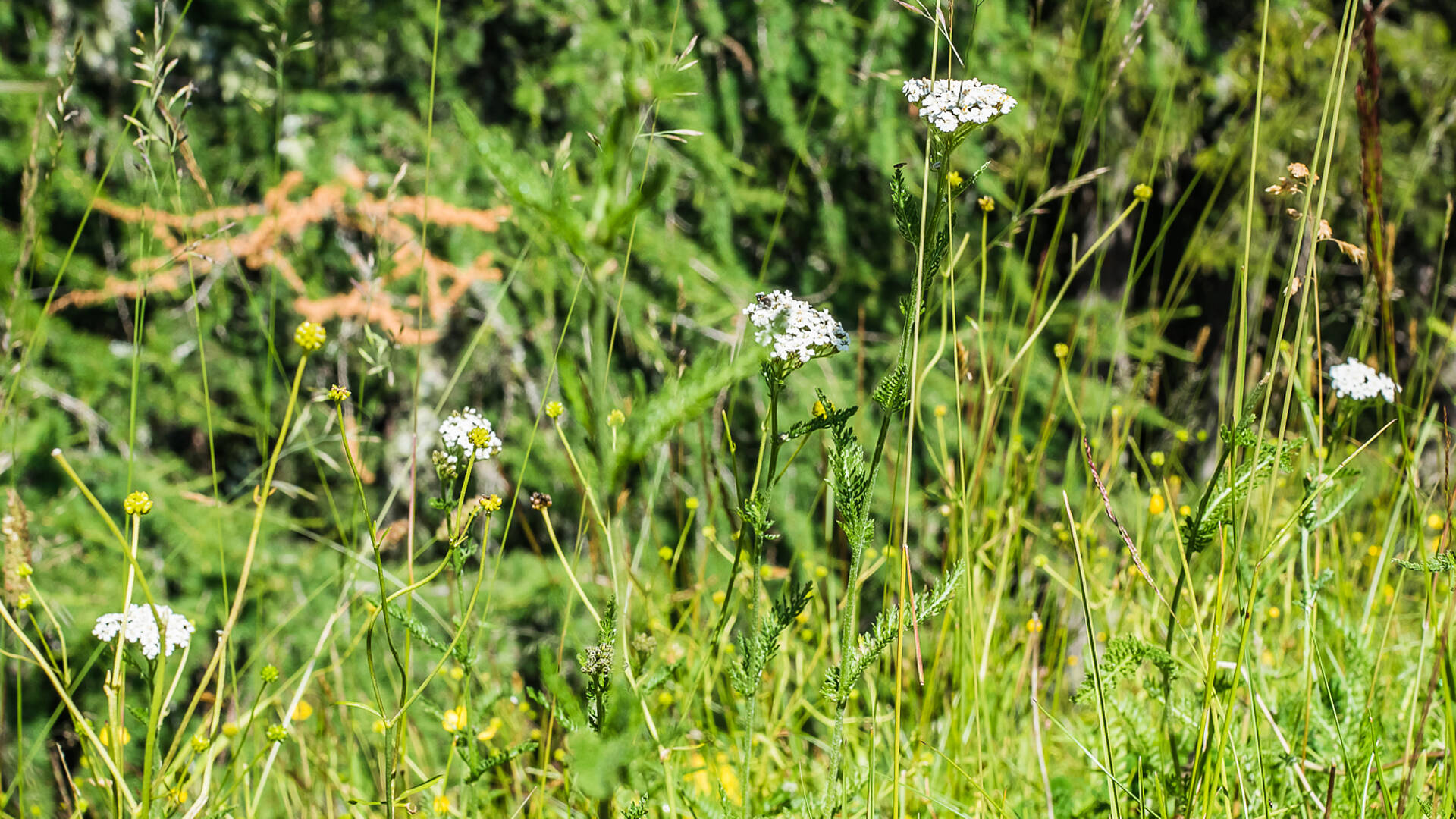 Mountain Yoga Trail Schafgarbe